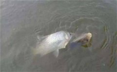 鯽魚(yú)生活在哪個(gè)水層，鯽魚(yú)最大能長(zhǎng)多少斤