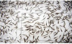 鯽魚(yú)是怎么繁殖的？鯽魚(yú)的發(fā)育過(guò)程簡(jiǎn)介