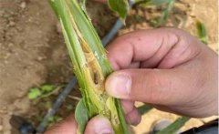 生姜種植如何防治姜薊馬？姜薊馬用什么藥？