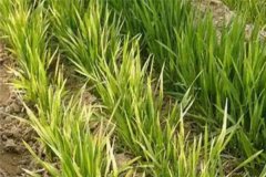 小麥發(fā)黃死苗如何防治，一畝小麥用多少蕓苔素