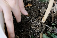 多菌靈可以直接拌花土嗎？多菌靈土壤消毒方法