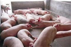 育肥豬不吃食是什么原因，豬不吃食怎么辦？
