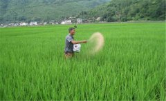 水稻生產(chǎn)為什么要多施鉀肥，水稻怎么施用鉀肥