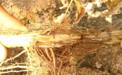 怎樣防治黃花菜根腐病，發(fā)病原因是什么？