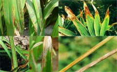 如何預(yù)防黃花菜炭疽病，防治農(nóng)藥是什么藥？