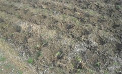怎樣給黃花菜施肥？黃花菜不同生長期施什么肥