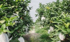 蓮霧種植為什么要套袋？蓮霧的套袋方法是什么