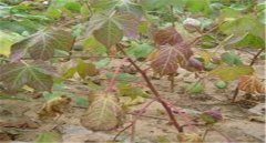 棉花莖枯病的發(fā)病癥狀！棉花莖枯病防治農(nóng)藥！