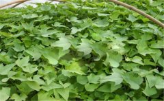 甘薯的原產(chǎn)地是哪里？甘薯和紅薯有什么區(qū)別？