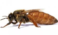 蜂王是如何產(chǎn)生的，怎樣人工培育蜂王？