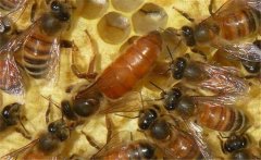 介王多久可以放出蜂王？蜜蜂介王注意事項(xiàng)