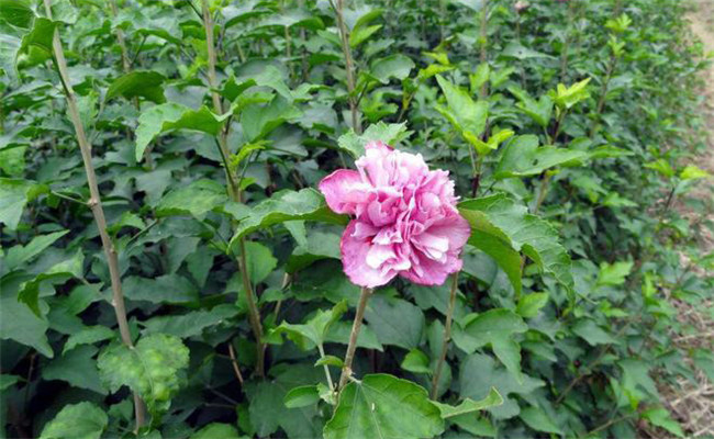 木槿的變種、變型及品種