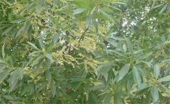 杜英是常綠還是落葉、杜英是喬木還是灌木