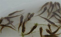 買回家的泥鰍怎樣喂養(yǎng)，泥鰍不喂食會(huì)餓死嗎？