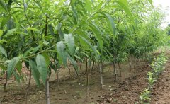 怎樣種植黃桃？種植黃桃樹(shù)幾年可以?huà)旃? /></a>
            <a href=