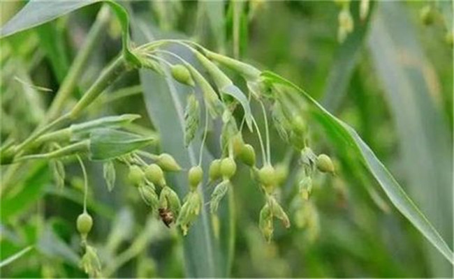 薏苡種植技術及科學施肥方法