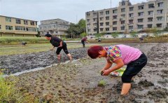 記住西瓜種植的訣竅，可讓西瓜大圓甜掉牙！