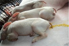 豬吐食拉稀是怎么回事、怎么治、用什么藥治療