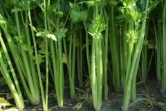 芹菜什么時(shí)間播種，種植芹菜用什么肥料合適
