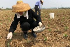 種植玉米怎么施底肥好，玉米為什么會(huì)長杈子
