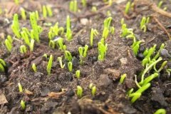 洋蔥育苗多長時間能出苗？洋蔥育苗方法與時間