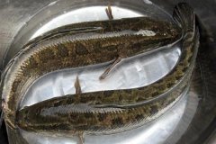 黑魚最大能長(zhǎng)多少斤，黑魚與鯰魚有什么區(qū)別
