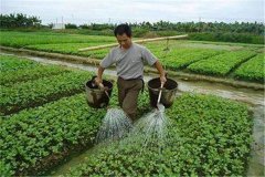 施用沖施肥的優(yōu)點(diǎn)，怎樣沖施肥料不浪費(fèi)？