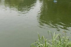 魚塘水變綠是怎么回事、怎么處理 對(duì)魚有影響嗎