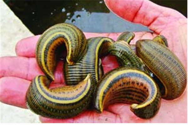 水蛭的生物學(xué)特性、繁殖特性
