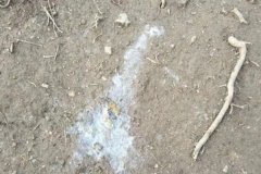 雞拉稀是什么原因引起的，雞拉稀用什么藥治療