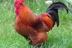 公雞打鳴的原因是什么，怎么制止公雞打鳴
