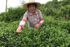 茶葉采摘方法 茶葉合理采摘的要求有哪些？