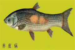 養(yǎng)殖魚類怎樣防治赤皮?。咳绾晤A(yù)防？