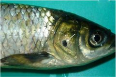 養(yǎng)魚怎樣防治細(xì)菌性爛鰓??？