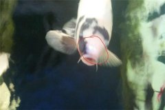 魚池如何防治白頭白嘴病？怎樣預(yù)防？