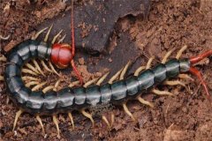 蜈蚣的生物學特征和生活習性