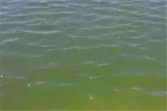 浮游生物與水色有何關(guān)系，哪種水色養(yǎng)魚效果好