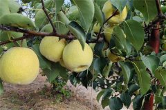 我國(guó)沙梨的肥水管理措施有哪些？