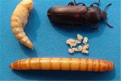 黃粉蟲卵、幼蟲、蛹和成蟲的形態(tài)特征介紹