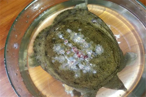 甲魚(yú)白斑病的癥狀識(shí)別