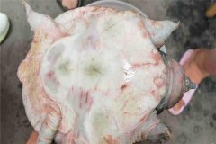 怎樣防治甲魚(yú)腐皮病，其癥狀表現(xiàn)如何？
