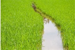 水稻前期、中期和后期的濕潤灌溉技術(shù)要點簡介