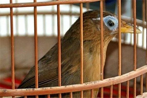 購(gòu)買畫(huà)眉鳥(niǎo)需注意哪些