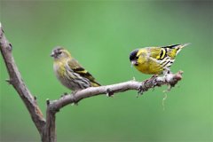 怎樣飼養(yǎng)黃雀？黃雀的雌雄鑒別與選購(gòu)標(biāo)準(zhǔn)