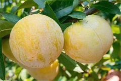 奈李產(chǎn)地是哪里，奈李什么時候成熟上市？