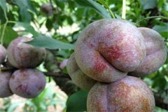 三華李產(chǎn)地是哪里，三華李怎樣栽培與管理