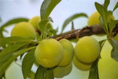 蜂糖李產(chǎn)地在哪里？適合在哪些地區(qū)種植？