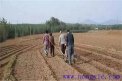 小麥種子畝用量是多少，播種前需不需要泡水