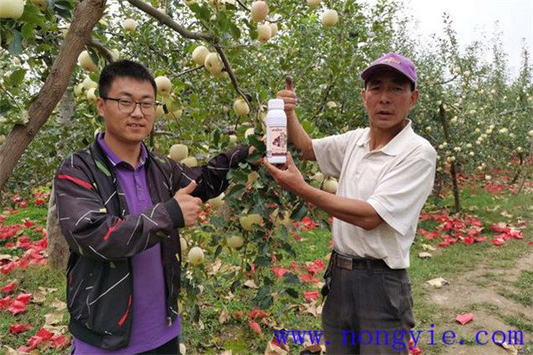 蘋(píng)果摘袋后為什么要打藥