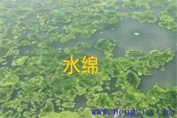 如何清除和控制水綿、水網(wǎng)藻和湖靛等敵害生物